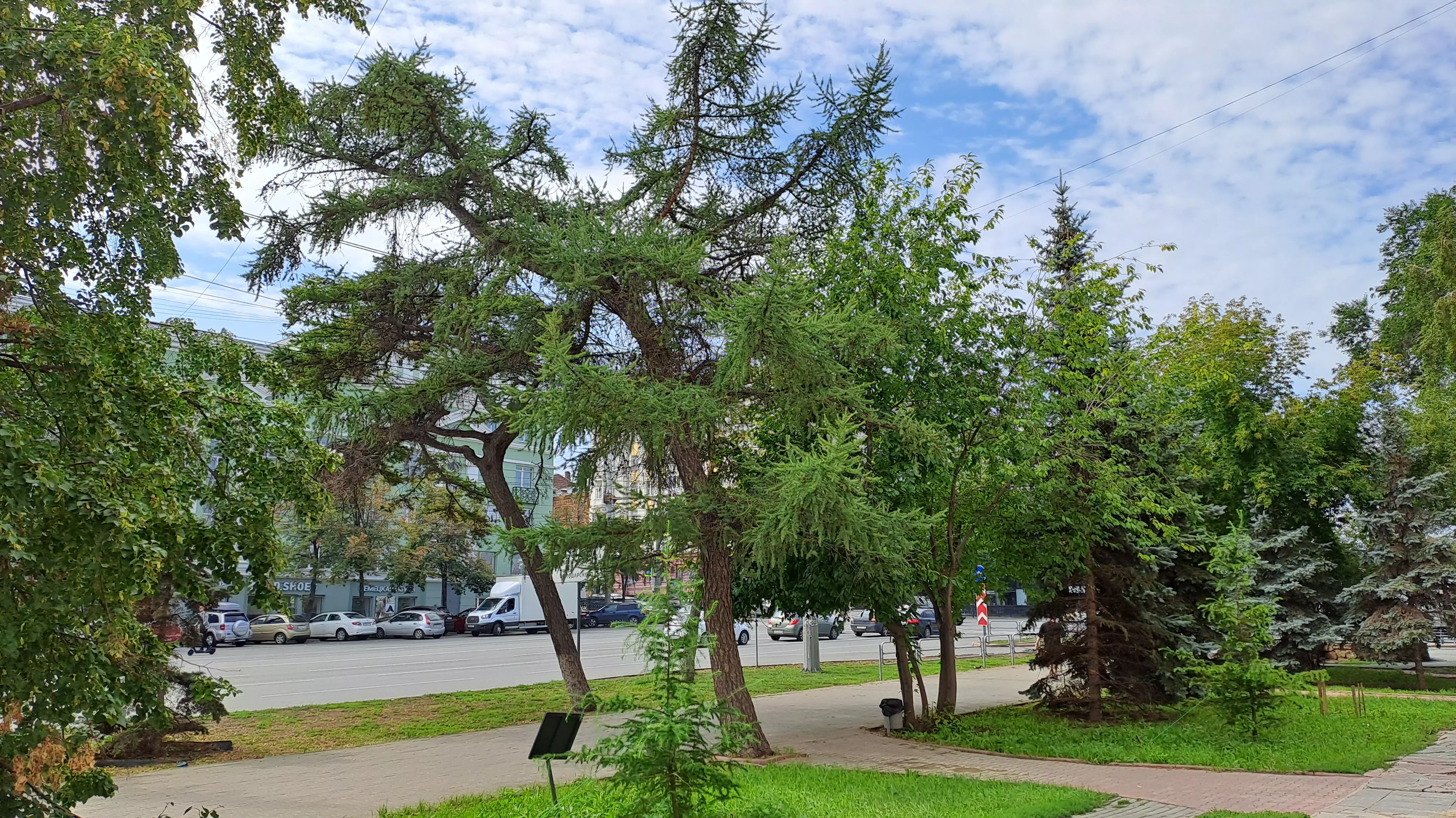 Открой Челябинск - Пять деревьев в центре Челябинска, о которых можно  снимать кино