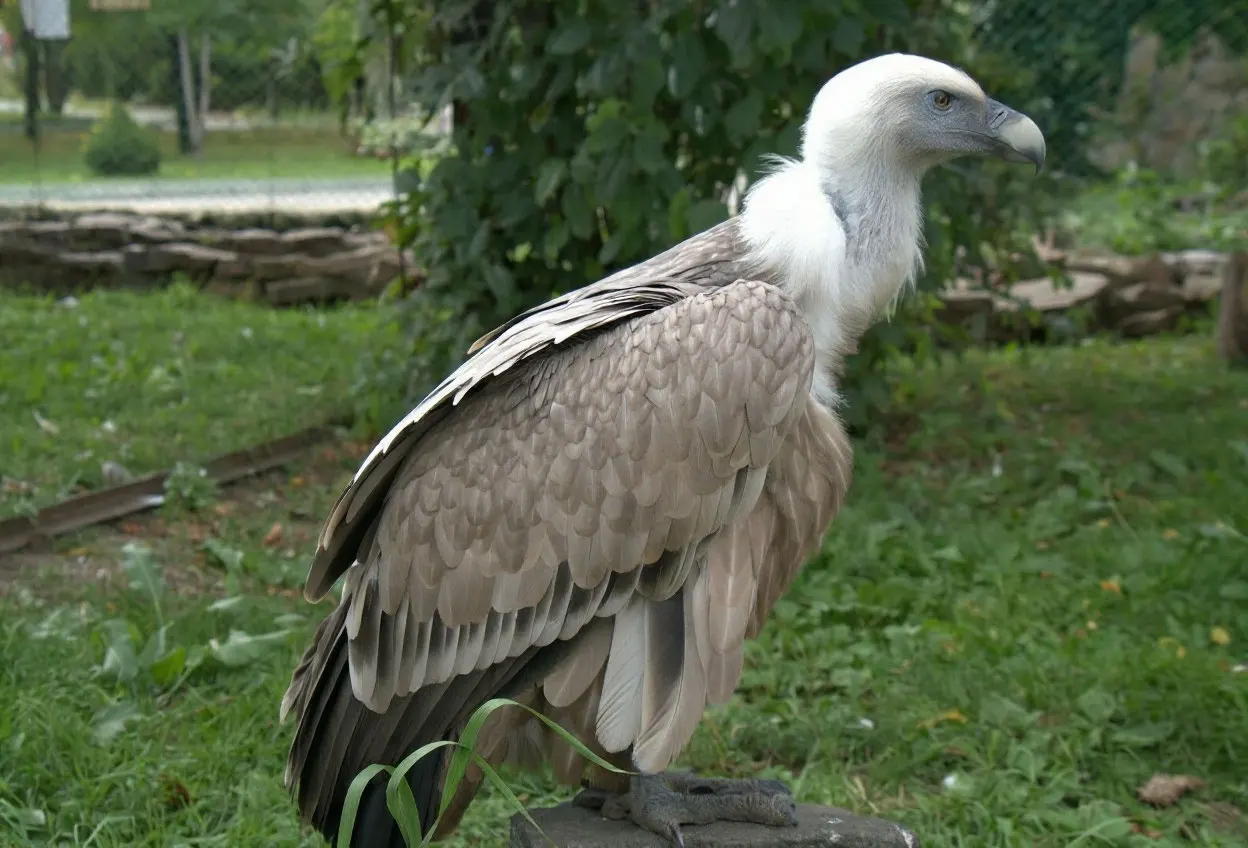 60